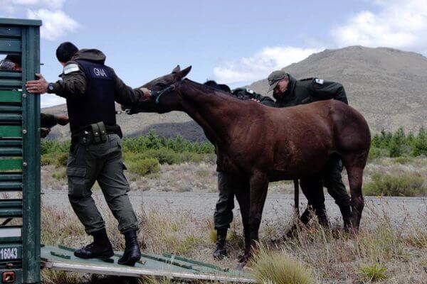 Patagonia mapuche: tres represiones en dos días