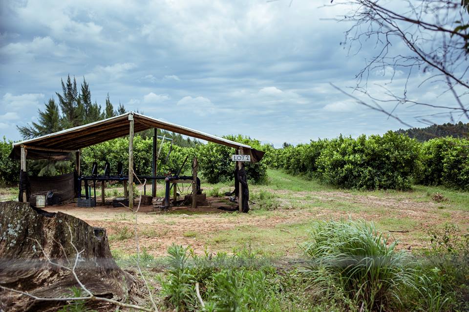 La fruta prohibida: Corrientes, de las fumigaciones a la agroecología