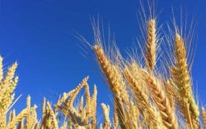 República Transgentina hasta en el pan: aprobaron el trigo transgénico pero hay dudas sobre si logrará ser impuesto